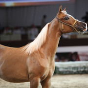 2012 Dubai International Championships - Day2