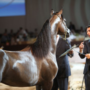 2012 Dubai International Championships - Day2