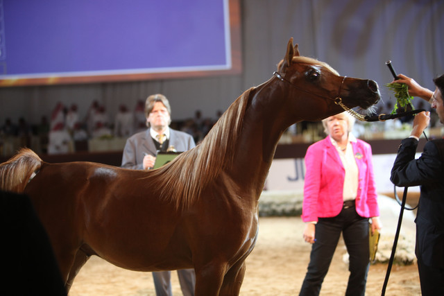 2012 Dubai International Championships - Day2