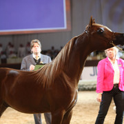 2012 Dubai International Championships - Day2