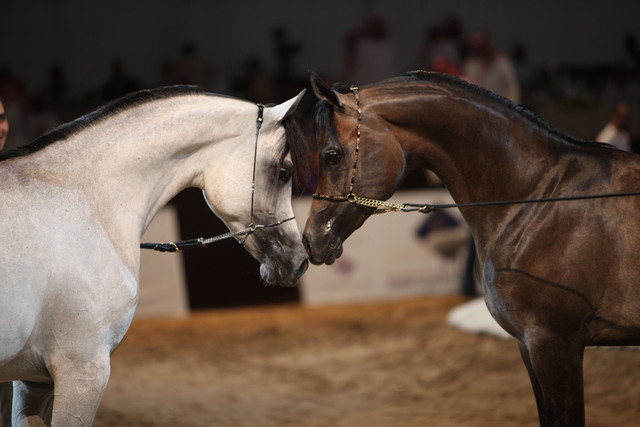 2012 Dubai International Championships - Day2