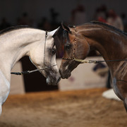 2012 Dubai International Championships - Day2