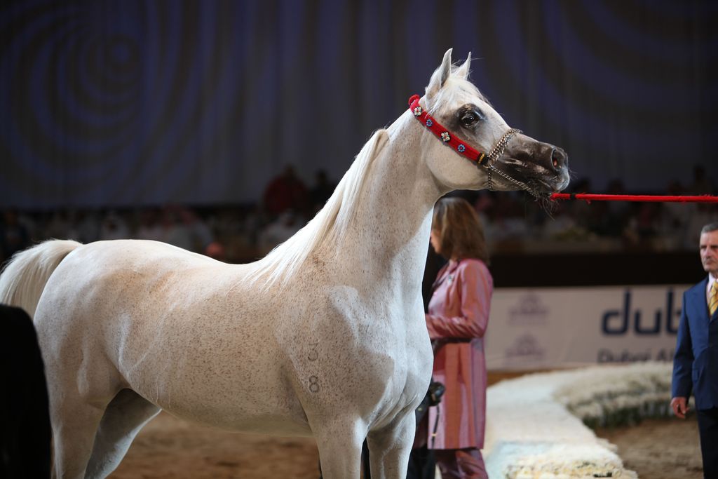 2012 Dubai International Championships - Day2