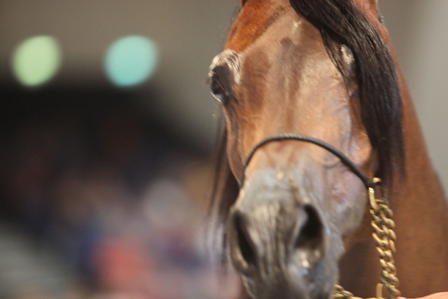 2012 Dubai International Championships - Day2