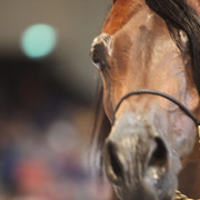 2012 Dubai International Championships - Day2