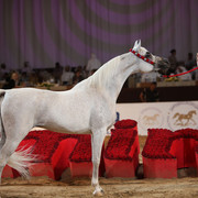 2012 Dubai International Championships - Day2
