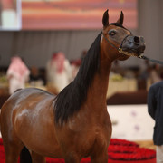 2012 Dubai International Championships - Day2
