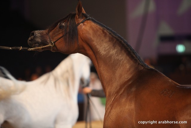 2012 Dubai International Championships - Championships