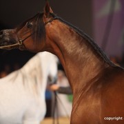 2012 Dubai International Championships - Championships