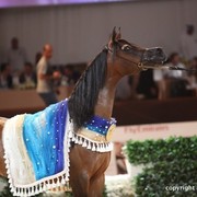 2012 Dubai International Championships - Championships