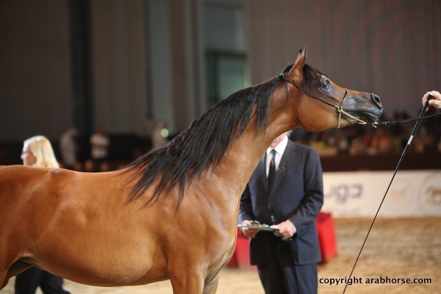 2012 Dubai International Championships - Championships