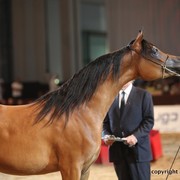 2012 Dubai International Championships - Championships