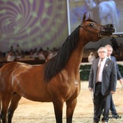 2012 Dubai International Championships - Championships