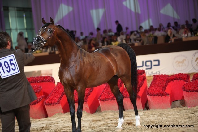 2012 Dubai International Championships - Championships