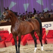 2012 Dubai International Championships - Championships