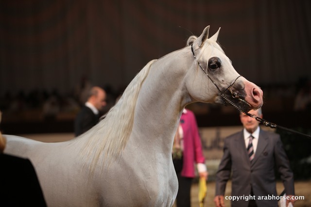 2012 Dubai International Championships - Championships