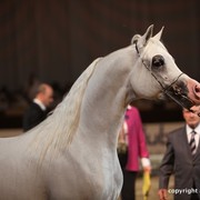 2012 Dubai International Championships - Championships