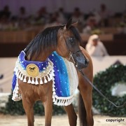 2012 Dubai International Championships - Championships