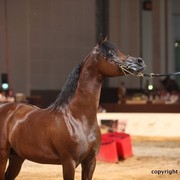 2012 Dubai International Championships - Championships