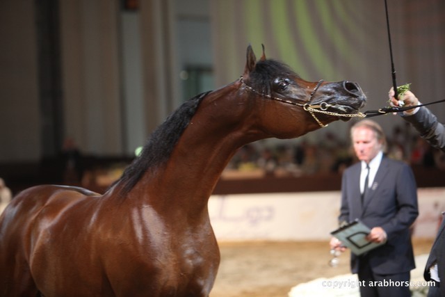 2012 Dubai International Championships - Championships