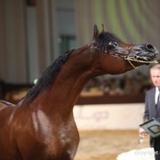 2012 Dubai International Championships - Championships