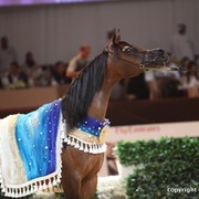 2012 Dubai International Championships - Championships