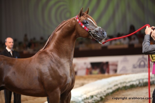 2012 Dubai International Championships - Championships