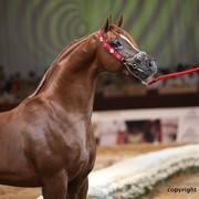 2012 Dubai International Championships - Championships