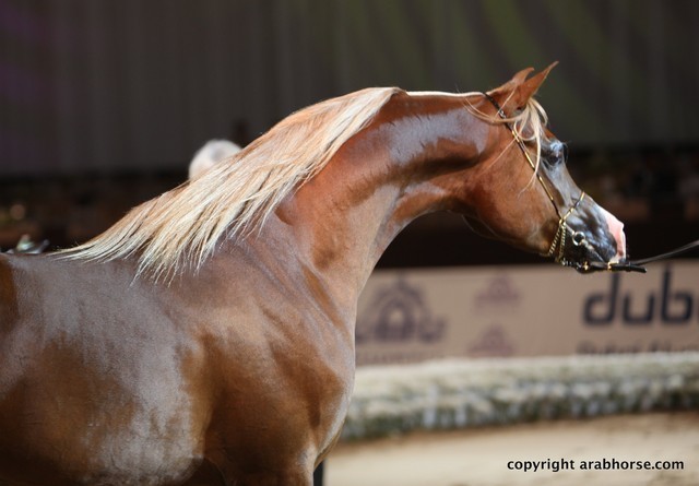 2012 Dubai International Championships - Championships