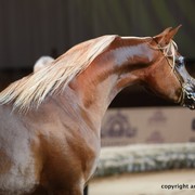 2012 Dubai International Championships - Championships