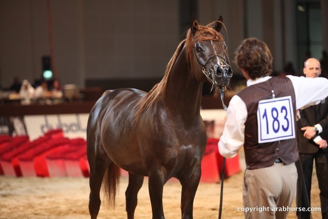 2012 Dubai International Championships - Championships