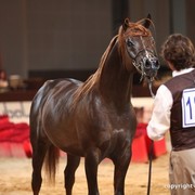 2012 Dubai International Championships - Championships