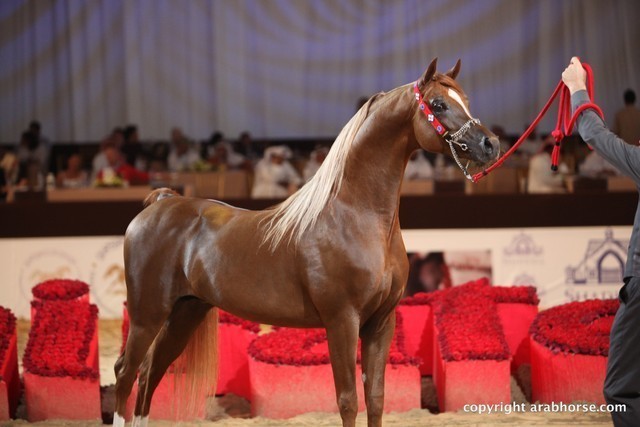 2012 Dubai International Championships - Championships