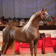 2012 Dubai International Championships - Championships