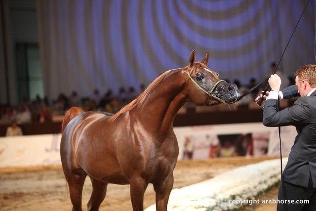 2012 Dubai International Championships - Championships