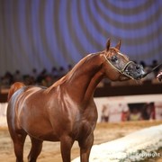 2012 Dubai International Championships - Championships