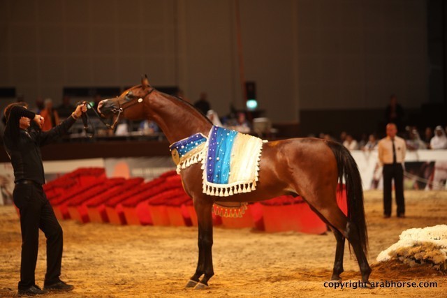 2012 Dubai International Championships - Championships