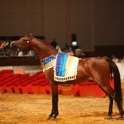 2012 Dubai International Championships - Championships