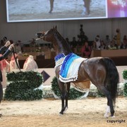 2012 Dubai International Championships - Championships