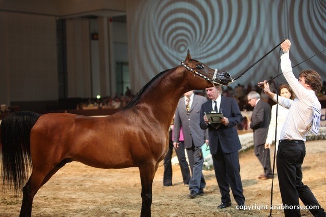2012 Dubai International Championships - Championships