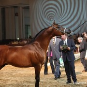 2012 Dubai International Championships - Championships