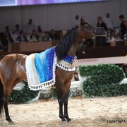 2012 Dubai International Championships - Championships