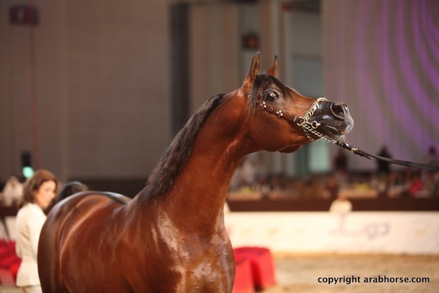 2012 Dubai International Championships - Championships