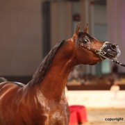 2012 Dubai International Championships - Championships