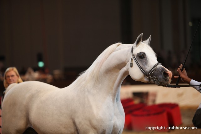 2012 Dubai International Championships - Championships