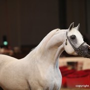 2012 Dubai International Championships - Championships