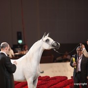 2012 Dubai International Championships - Championships