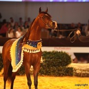 2012 Dubai International Championships - Championships