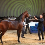 2012 Dubai International Championships - Championships