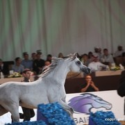 2012 Dubai International Championships - Championships